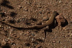 Aspidoscelis tigris