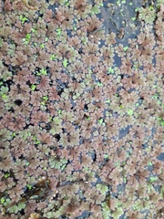 Azolla rubra