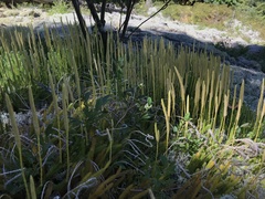 Lycopodium clavatum
