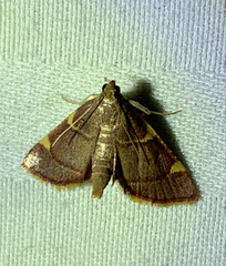 Hypsopygia olinalis
