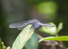 Libellula incesta