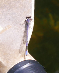 Argia fumipennis