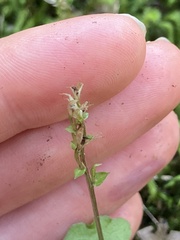 Acianthus sinclairii