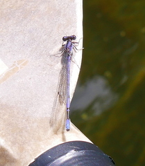 Argia fumipennis