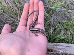 Plestiodon skiltonianus