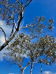 Eucalyptus incrassata