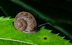 Euplecta
