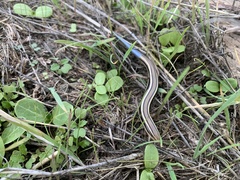 Plestiodon skiltonianus