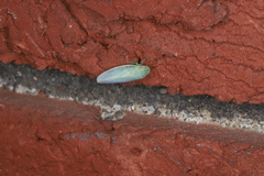 Gyponana octolineata
