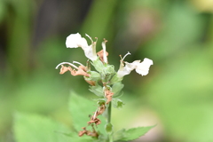 Teucrium canadense