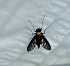 Chrysopilus thoracicus