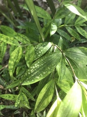 Dracaena surculosa