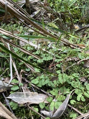 Acianthus sinclairii