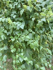 Ampelopsis cordata