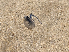 Physalia physalis
