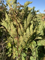 Pteridium