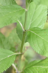 Teucrium canadense