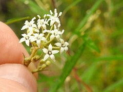 Astrotricha longifolia