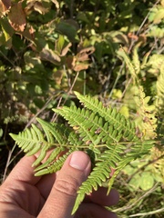 Pteridium