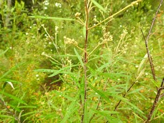 Astrotricha longifolia