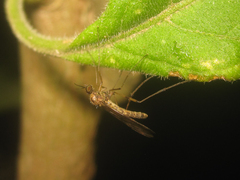 Sylvicola