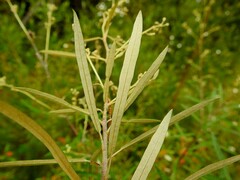 Astrotricha longifolia
