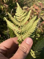 Pteridium