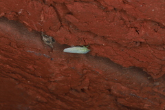 Gyponana octolineata