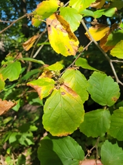 Hamamelis virginiana
