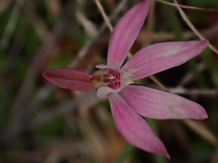 Caladenia fuscata