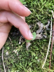 Acianthus sinclairii