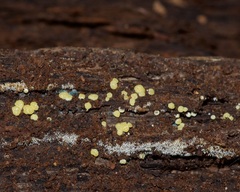 Trichoderma gelatinosum