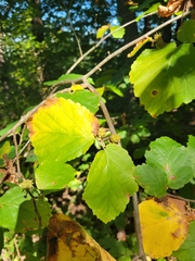 Hamamelis virginiana