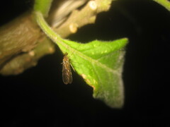 Sylvicola