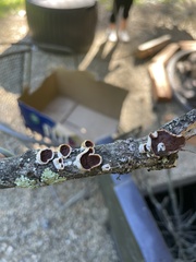Trametes conchifer