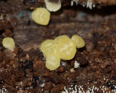 Trichoderma gelatinosum