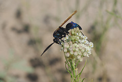 Pepsis grossa