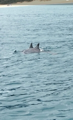 Stenella longirostris