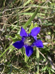 Gentiana puberulenta