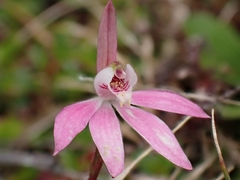 Caladenia fuscata