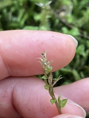 Acianthus sinclairii