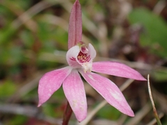 Caladenia fuscata