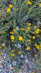 Heterotheca villosa