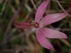 Caladenia fuscata
