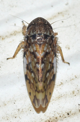Xestocephalus tessellatus