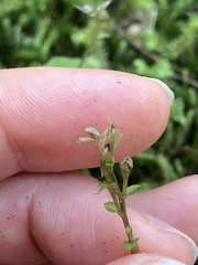 Acianthus sinclairii