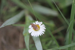 Coreoidea