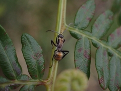 Polyrhachis ammon