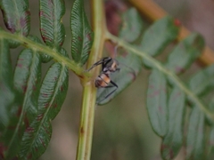 Polyrhachis ammon
