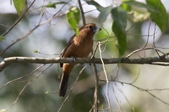 Cyanoloxia brissonii